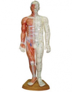 Anatomy model - human