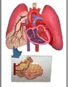 Anatomy model - respiratory system
