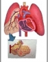 Anatomy model - respiratory system