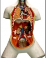 Anatomy model - human body - open