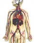 Anatomy model - circulation system