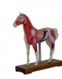Anatomy model - horse