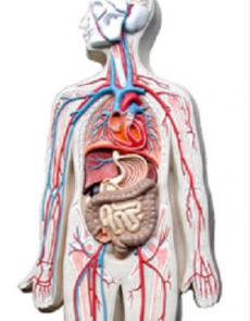 Anatomy model - human digestive 