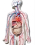 Anatomy model - human digestive 