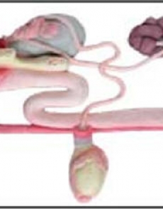 Anatomy model - cow reproductive - male