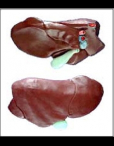 Anatomy model - cow liver