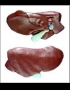 Anatomy model - cow liver
