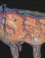 Anatomy model - cow mammary 