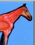Anatomy model - horse right