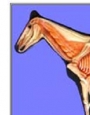 Anatomy model - horse left