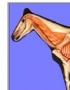 Anatomy model - horse left