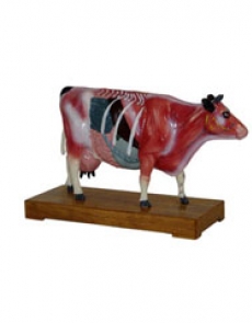 Anatomy model - cow