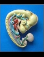 Anatomy model - chicken embryo