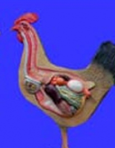 Anatomy model - chicken 