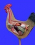 Anatomy model - chicken 