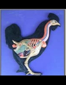 Anatomy model - chicken male inside