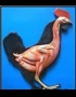 Anatomy model - chicken male muscle