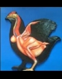 Anatomy model - chicken female muscle