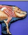 Anatomy model - pig muscle
