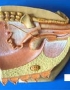 Anatomy model - pig female pelvis
