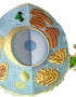 Anatomy model - animal cell