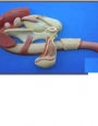 Anatomy model - horse male reproductive