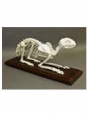 Skeleton Cat skeleton