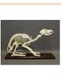 Skeleton Dog skeleton