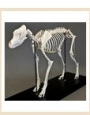 Skeleton Dog skeleton - large