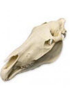 Skeleton Horse skull