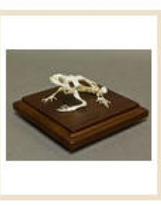 Skeleton Toad skeleton