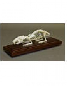 Skeleton Rat skeleton