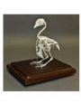 Skeleton Pigeon skeleton