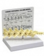 Anatomy model - Osteological Veterinary Models, aine (Dog) 5 Piece Vertebrae