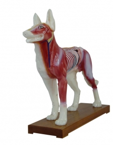 Anatomy model - Dog