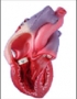 Anatomy model - human heart