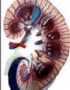 Anotomy model - Human kidney