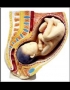 Anatomy model - pregnant woman with baby 