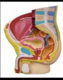 Anatomy model - human pelvis male