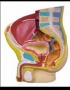 Anatomy model - human pelvis male