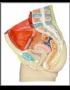 Anatomy model - human pelvis female