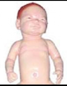 Anatomy model - human baby 