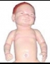 Anatomy model - human baby 
