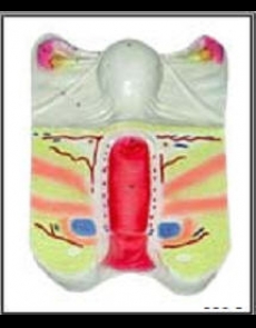 Anatomy model - human uterus
